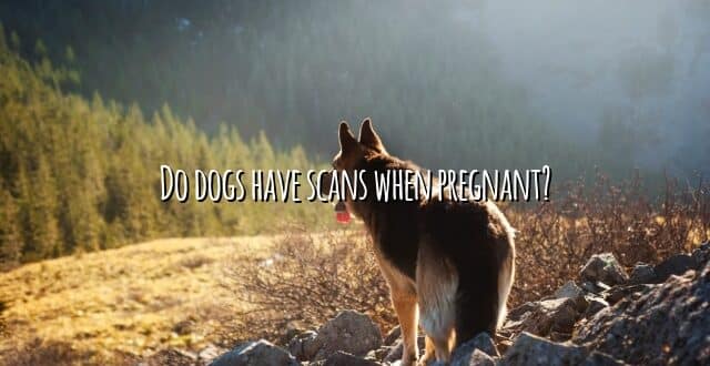 Do dogs have scans when pregnant?