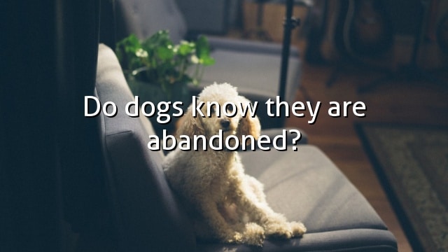 Do dogs know they are abandoned?
