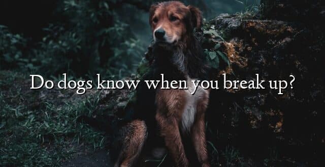 Do dogs know when you break up?
