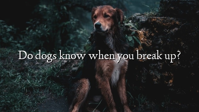 Do dogs know when you break up?