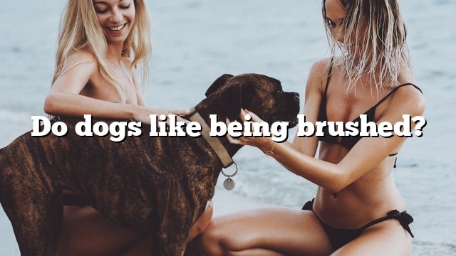 Do dogs like being brushed?