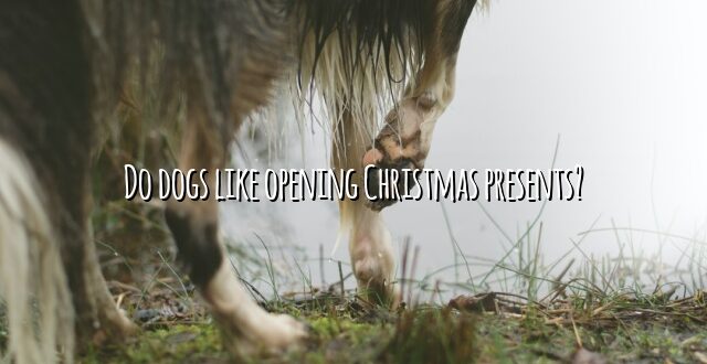 Do dogs like opening Christmas presents?