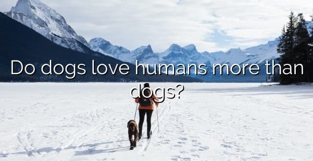 Do dogs love humans more than dogs?