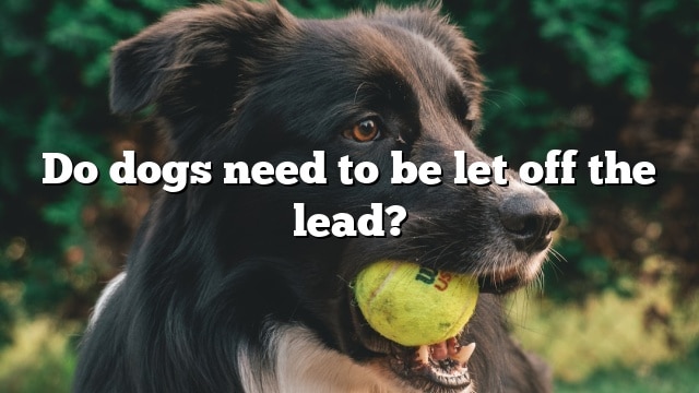 Do dogs need to be let off the lead?