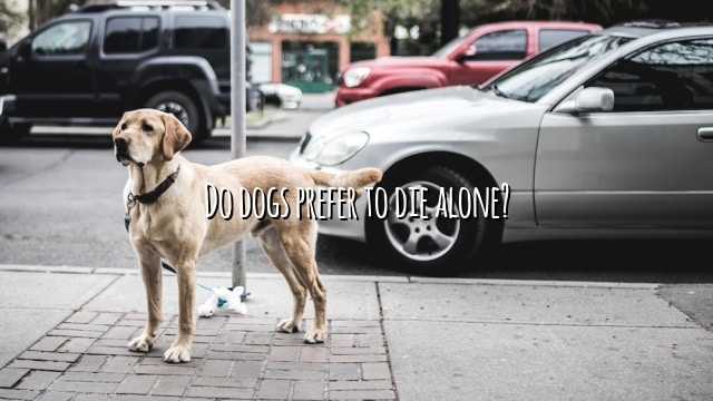 Do dogs prefer to die alone?