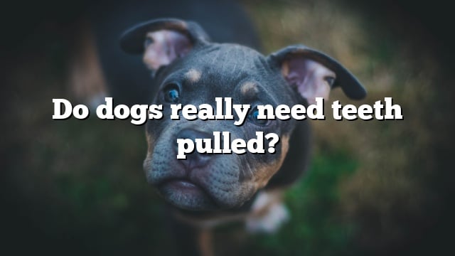 Do dogs really need teeth pulled?