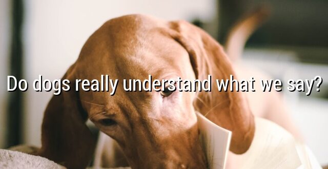 Do dogs really understand what we say?