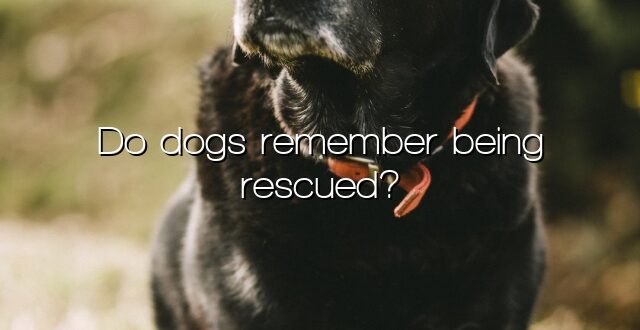 Do dogs remember being rescued?