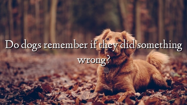 Do dogs remember if they did something wrong?