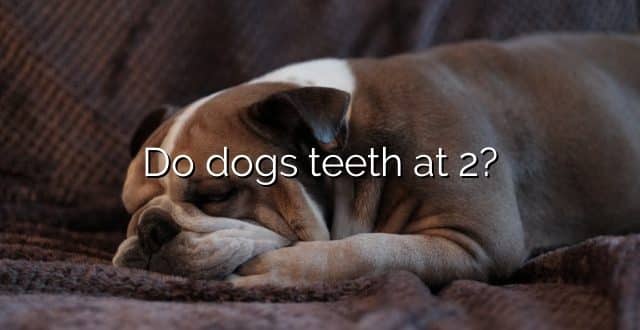 Do dogs teeth at 2?