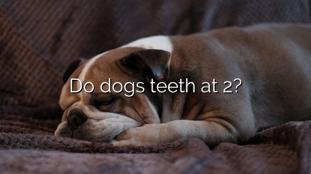 Do dogs teeth at 2?