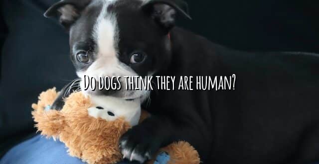 Do dogs think they are human?