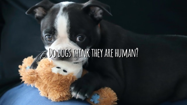 Do dogs think they are human?