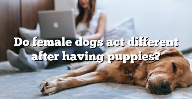 Do female dogs act different after having puppies?