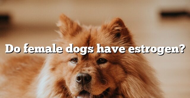 Do female dogs have estrogen?