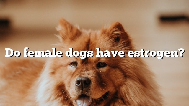 Do female dogs have estrogen?