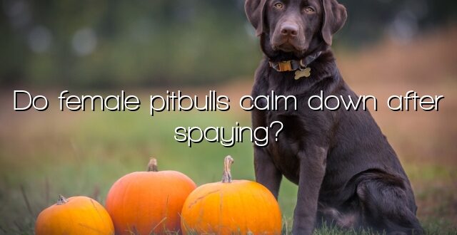 Do female pitbulls calm down after spaying?