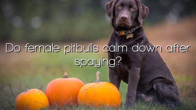 Do female pitbulls calm down after spaying?