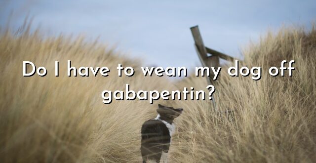 Do I have to wean my dog off gabapentin?