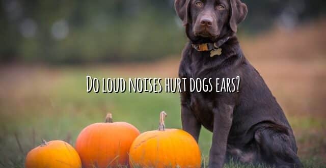 Do loud noises hurt dogs ears?