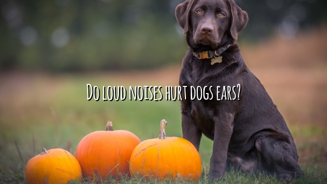 Do loud noises hurt dogs ears?