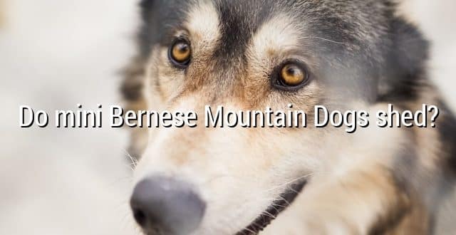 Do mini Bernese Mountain Dogs shed?