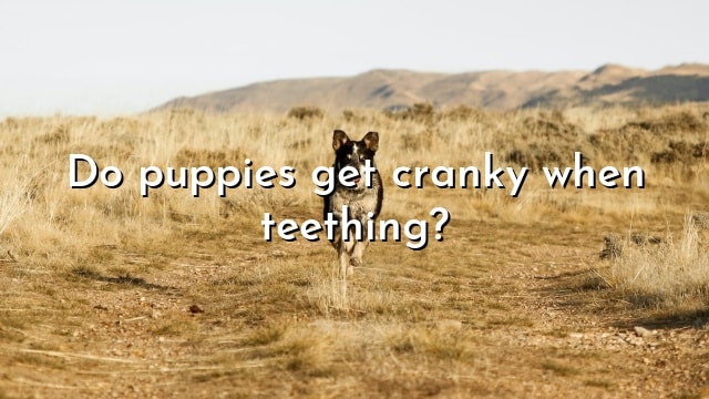 Do puppies get cranky when teething?