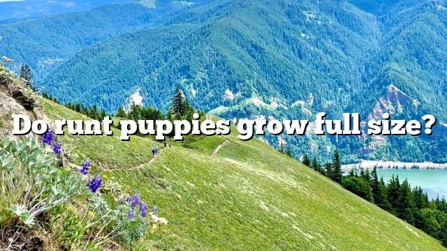 Do runt puppies grow full size?