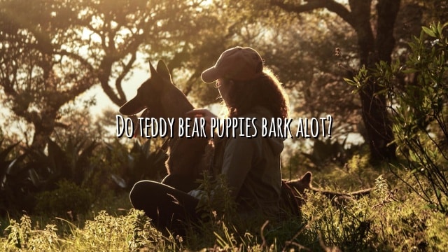 Do teddy bear puppies bark alot?