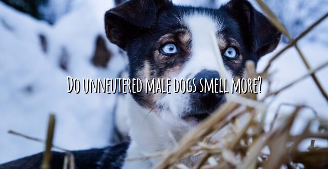 Do unneutered male dogs smell more?