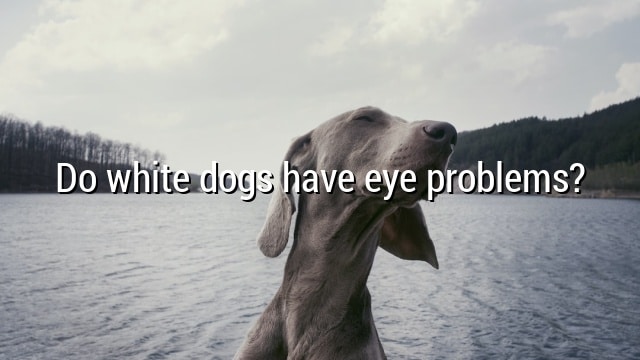 Do white dogs have eye problems?