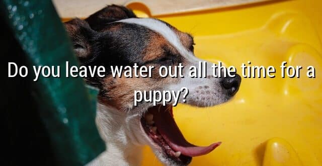 Do you leave water out all the time for a puppy?