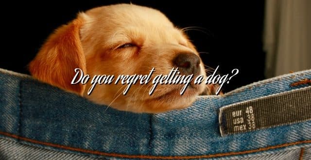 Do you regret getting a dog?