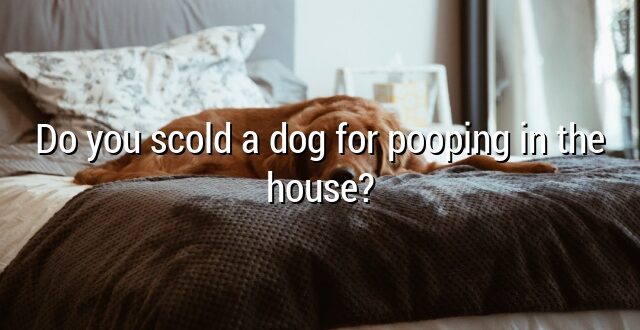 Do you scold a dog for pooping in the house?