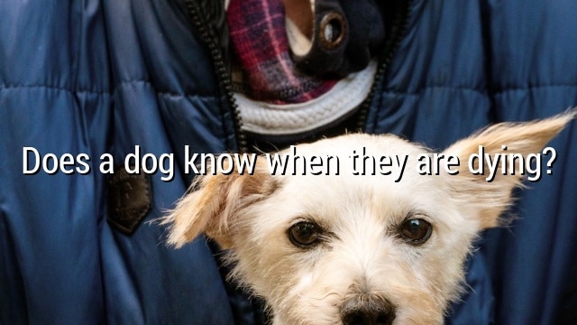 Does a dog know when they are dying?