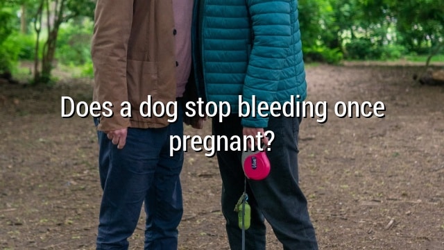 Does a dog stop bleeding once pregnant?