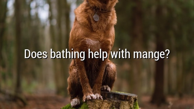 Does bathing help with mange?