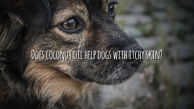 Does coconut oil help dogs with itchy skin?