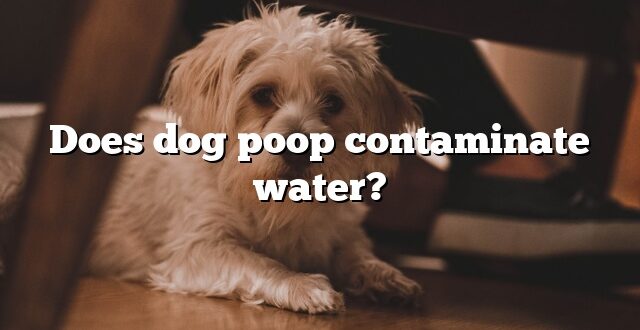 Does dog poop contaminate water?