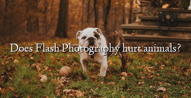 Does Flash Photography hurt animals?