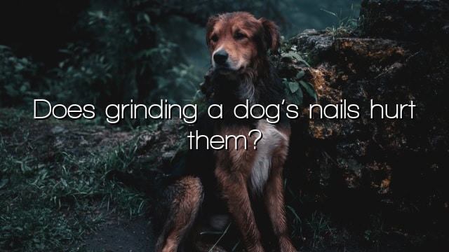 Does grinding a dog’s nails hurt them?