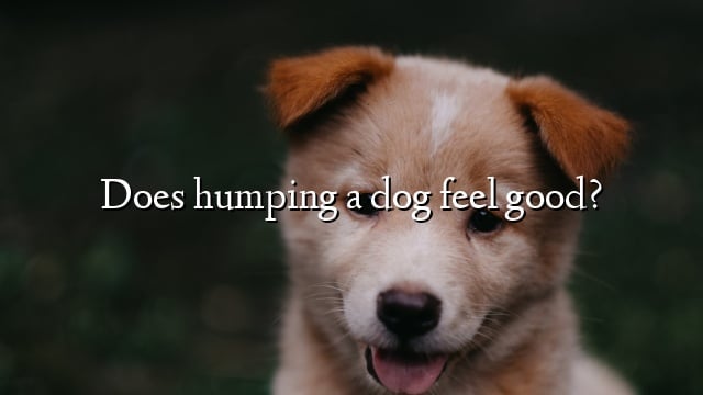 Does humping a dog feel good?