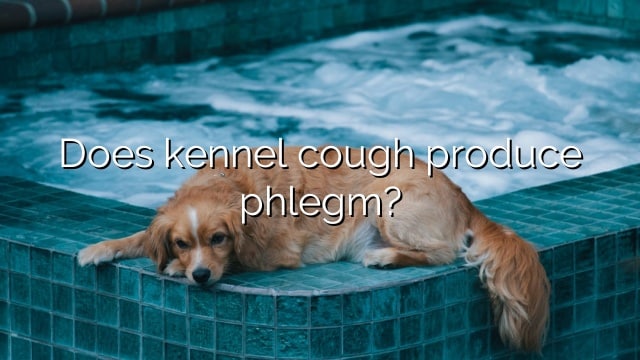Does kennel cough produce phlegm?