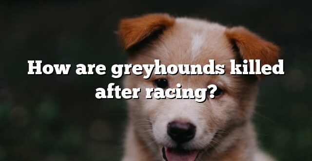 How are greyhounds killed after racing?