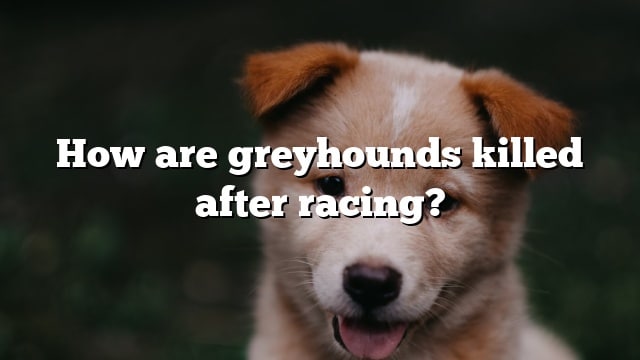 How are greyhounds killed after racing?