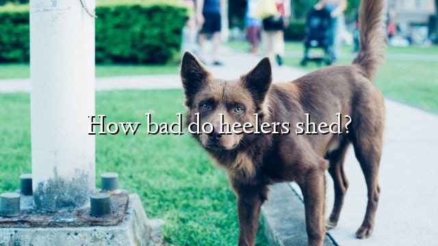 How bad do heelers shed?