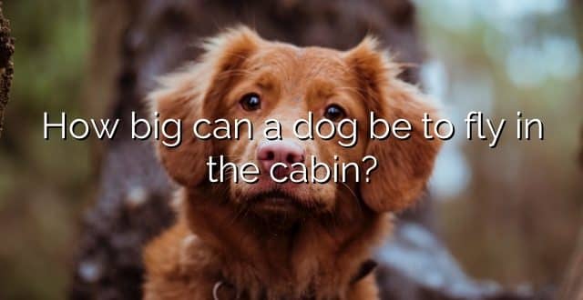 How big can a dog be to fly in the cabin?