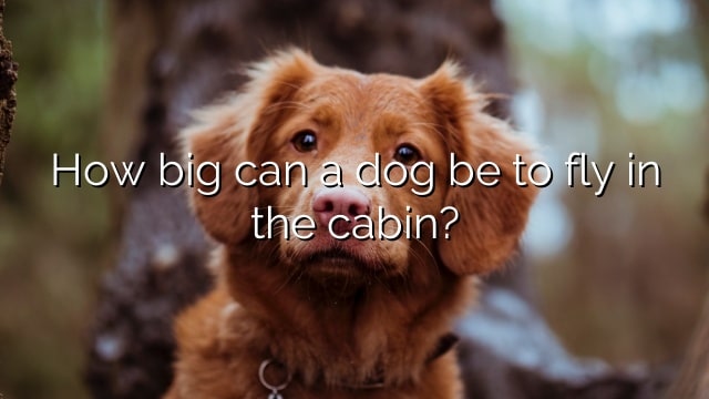 How big can a dog be to fly in the cabin?