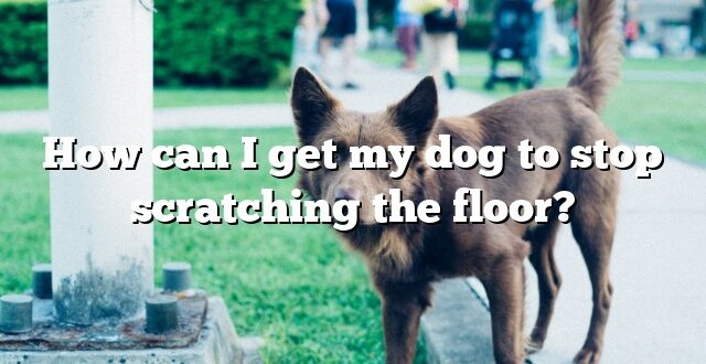 How can I get my dog to stop scratching the floor?