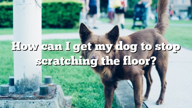 How can I get my dog to stop scratching the floor?
